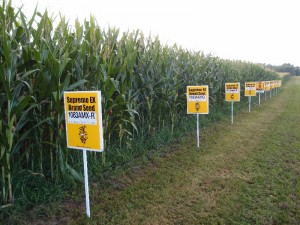 Monsanto corn field