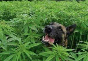weed dog 3